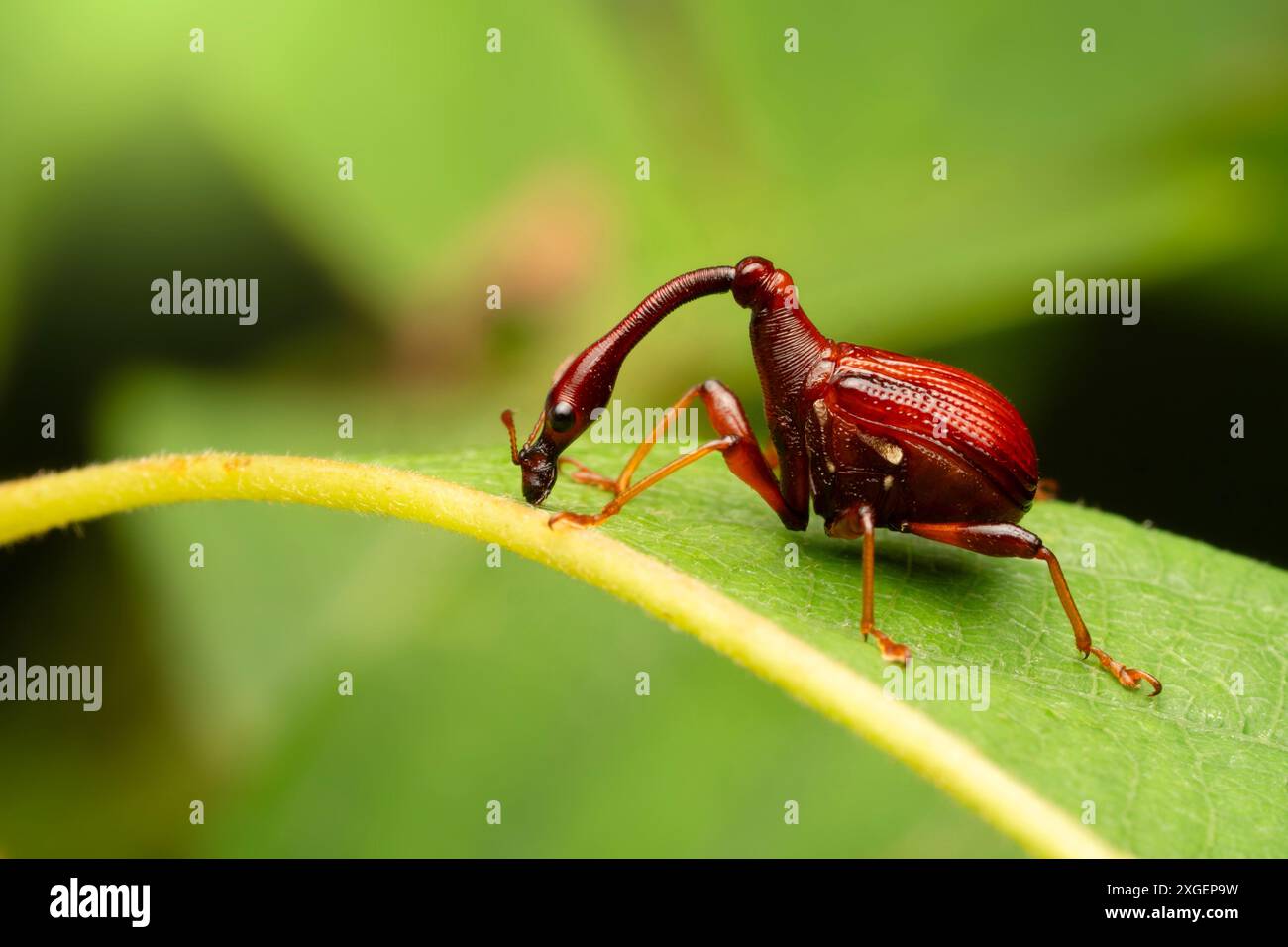 Giraffe neck beetle hi-res stock photography and images - Alamy