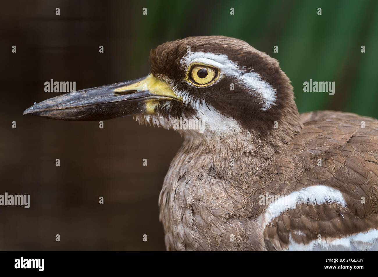 A profile, head shot portrait of a Beach stone Curlew camouflaged in native vegetation at a nature conservancy in New South Wales in Australia. Stock Photo