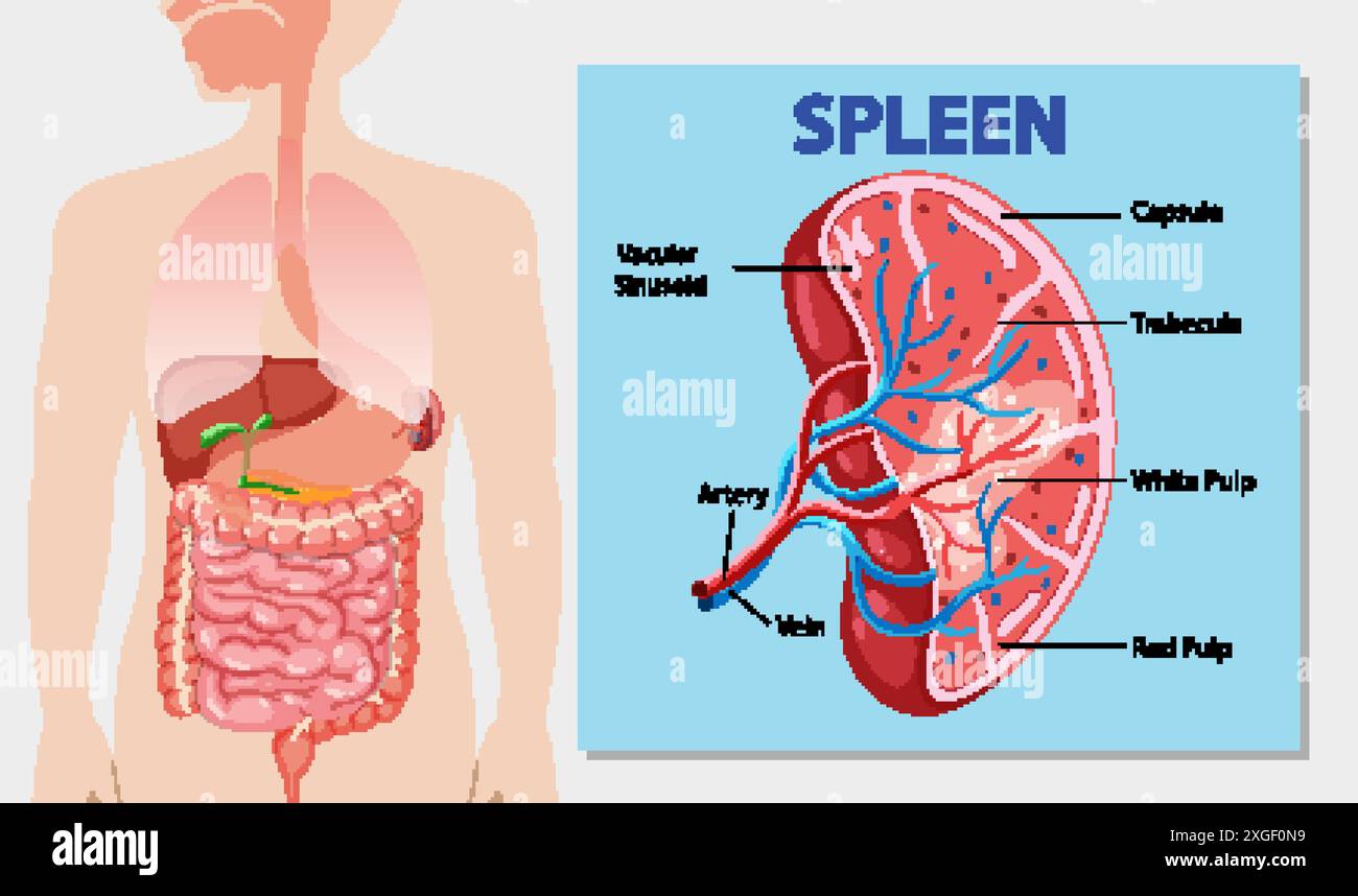 Detailed diagram of the human spleen and its parts Stock Vector