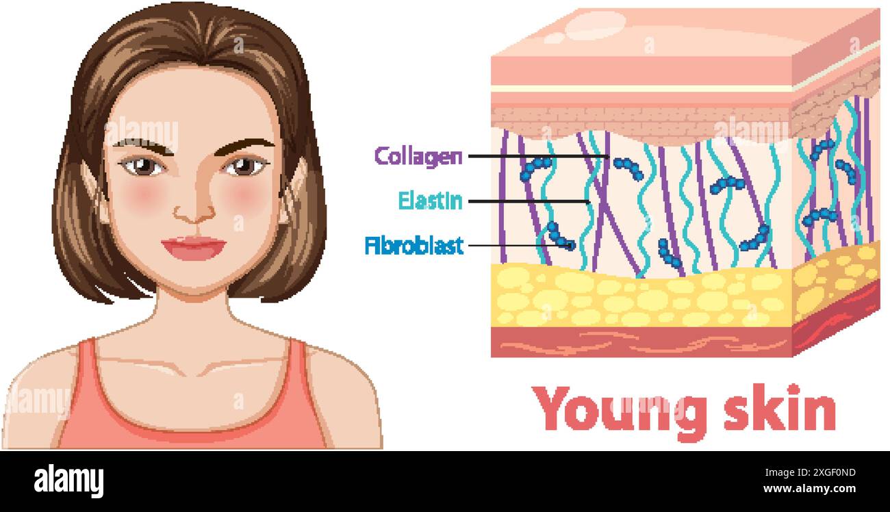 Diagram showing components of young skin stock vector image art alamy