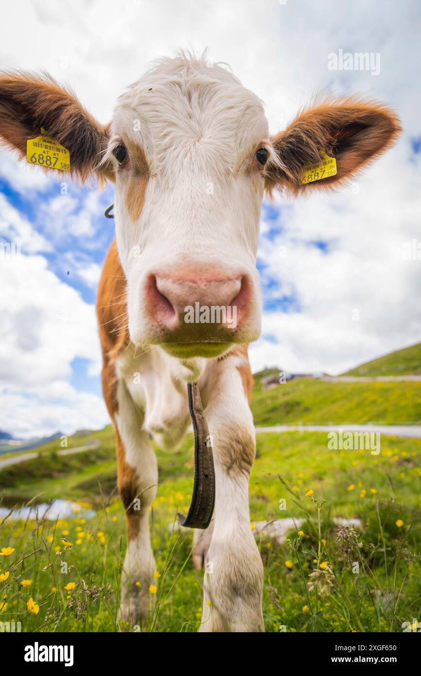 Face of a cow standing on a green pasture under a blue sky with clouds ...