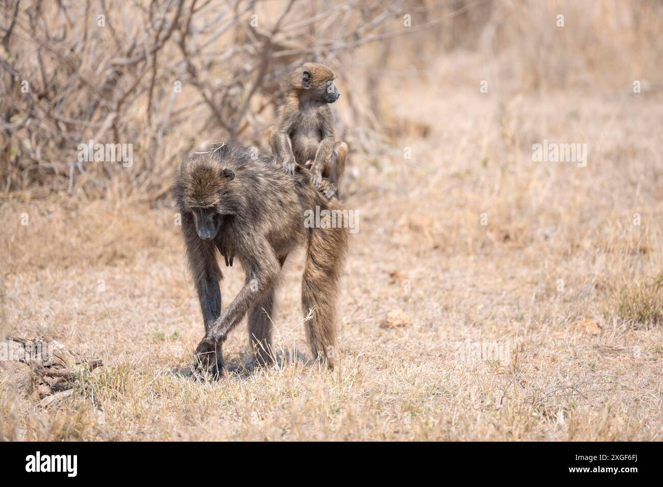 Chacma baboons (Papio ursinus), young sitting on the mother's back, foraging in dry grass, Kruger National Park, South Africa Stock Photo