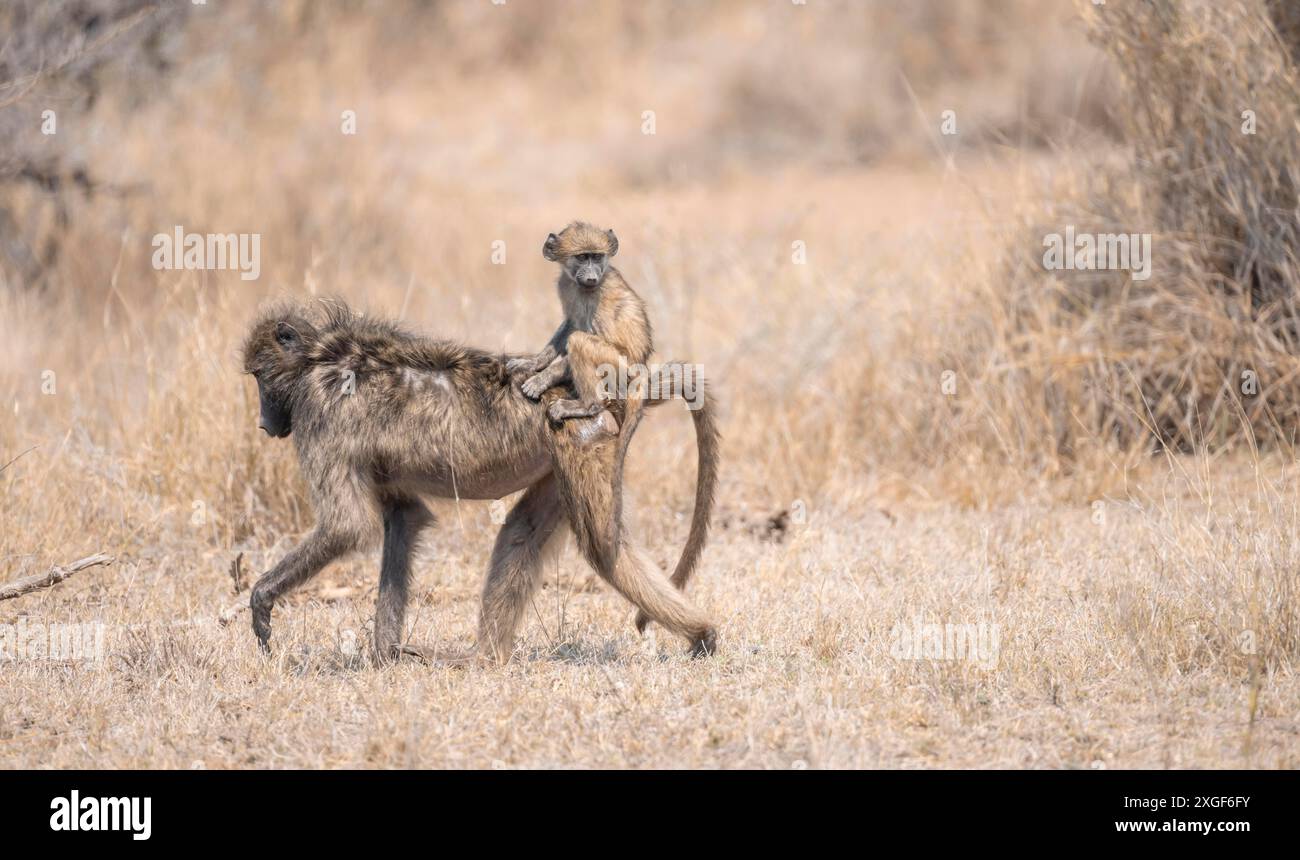 Chacma baboons (Papio ursinus), young sitting on the mother's back, foraging in dry grass, Kruger National Park, South Africa Stock Photo