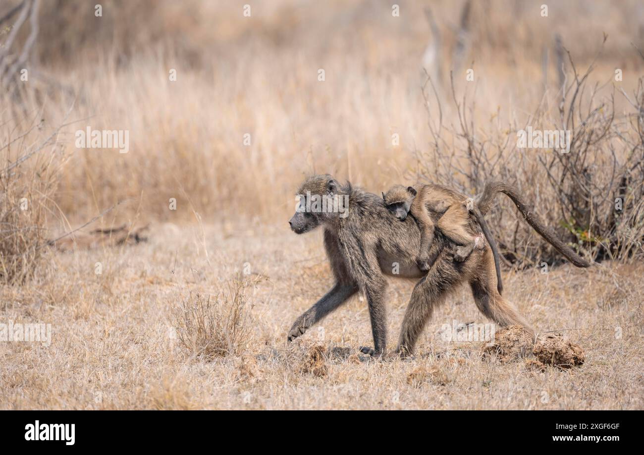 Chacma baboons (Papio ursinus), young sitting on the mother's back, foraging in dry grass, Kruger National Park, South Africa Stock Photo