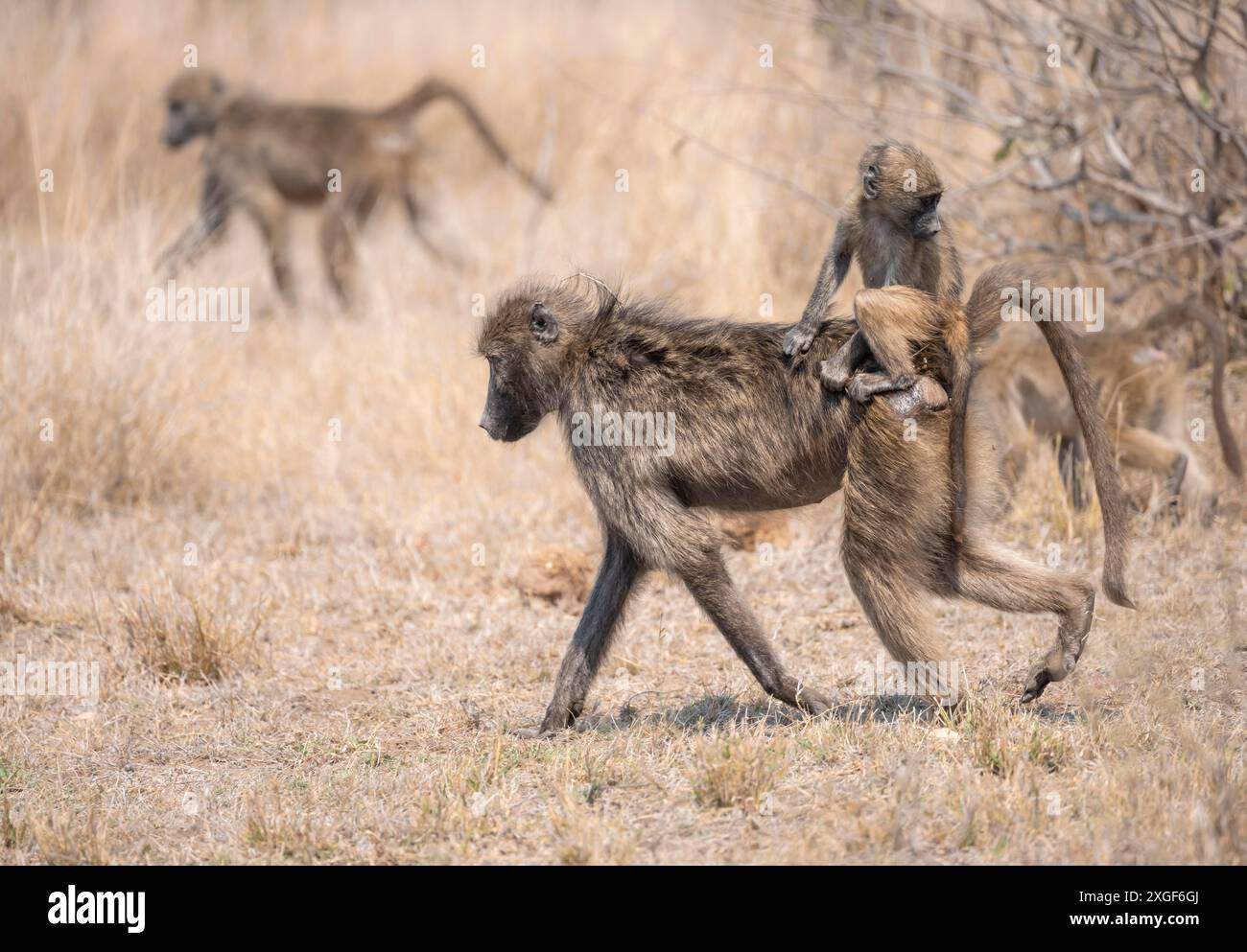 Chacma baboons (Papio ursinus), young sitting on the mother's back, foraging in dry grass, Kruger National Park, South Africa Stock Photo