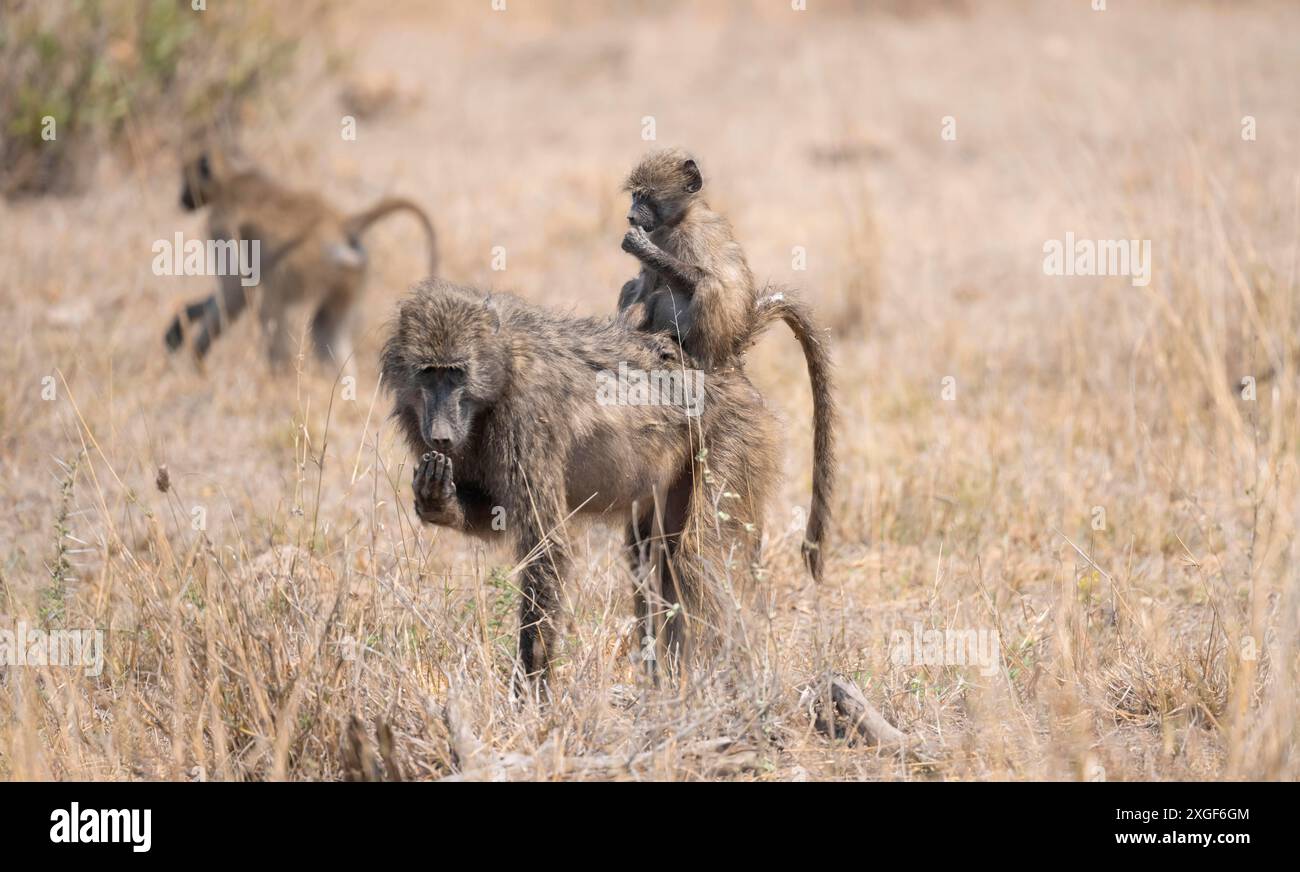Chacma baboons (Papio ursinus), young sitting on the mother's back, foraging in dry grass, Kruger National Park, South Africa Stock Photo