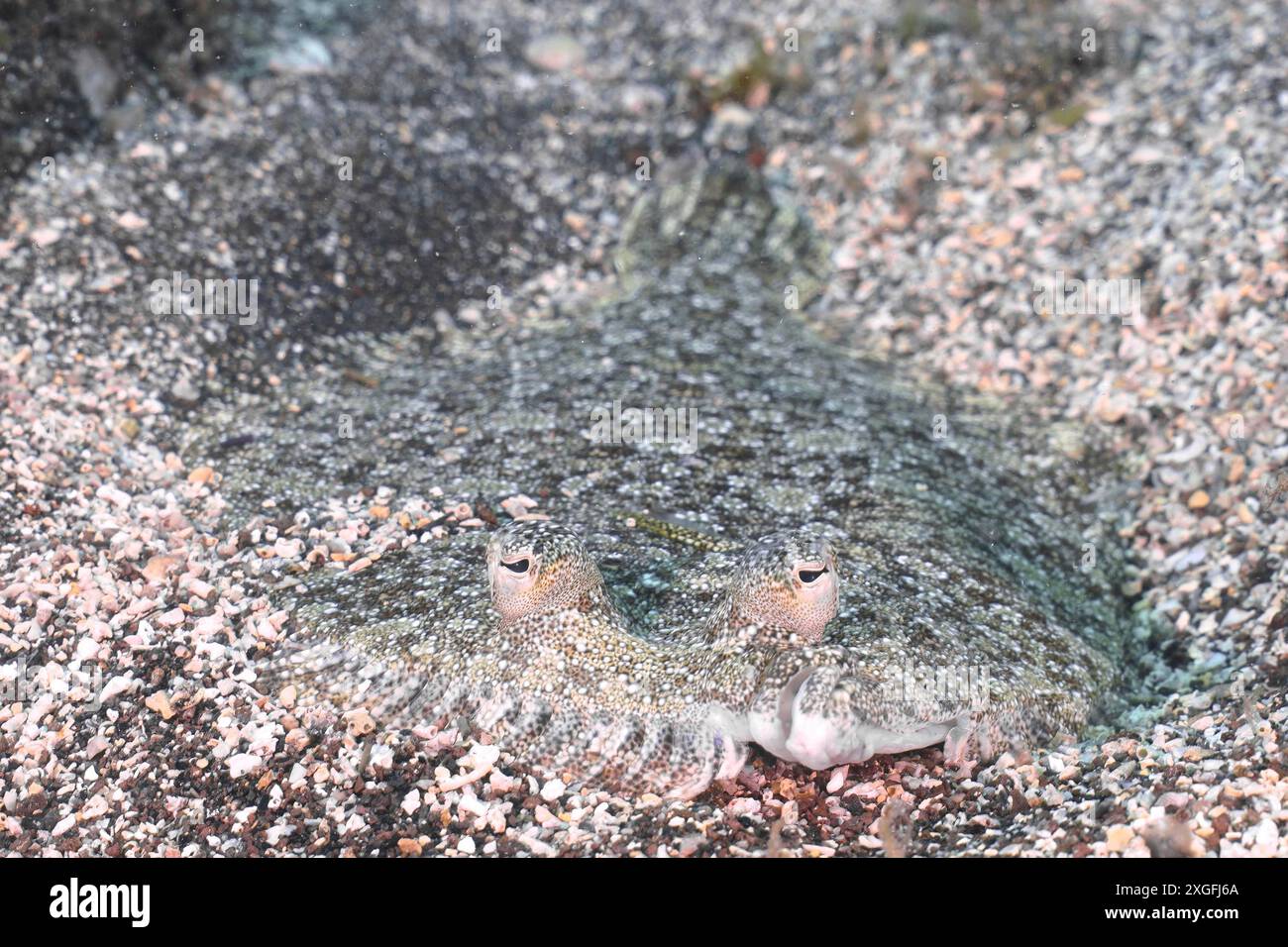 Flatfish with clearly visible eyes, wide-eyed turbot (Bothus podas maderensis), flounder, well camouflaged on the sand. Dive site El Cabron marine Stock Photo