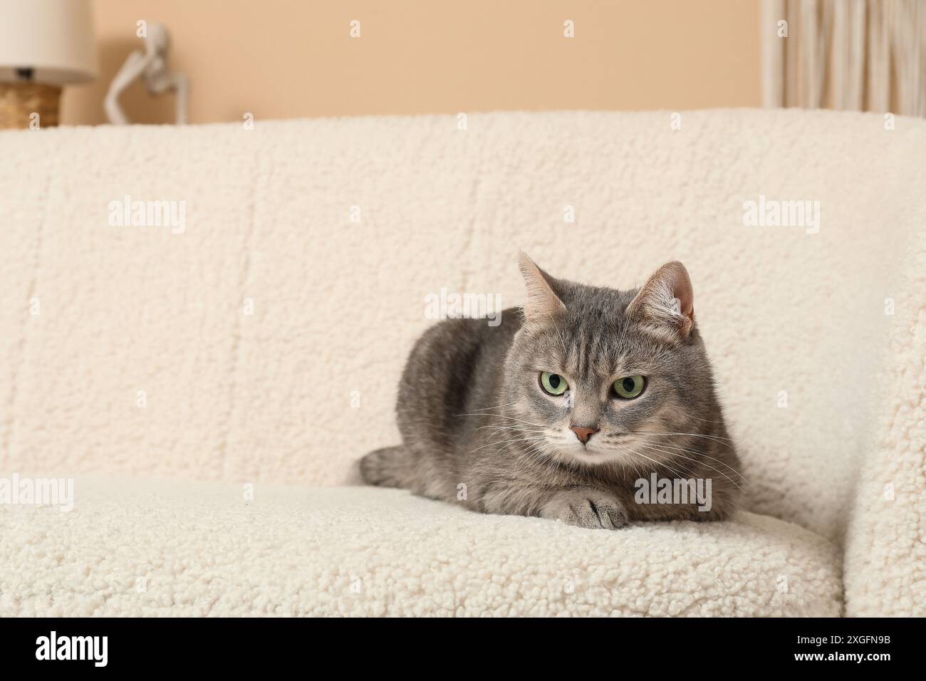 Cat lying on white sofa hi-res stock photography and images - Alamy