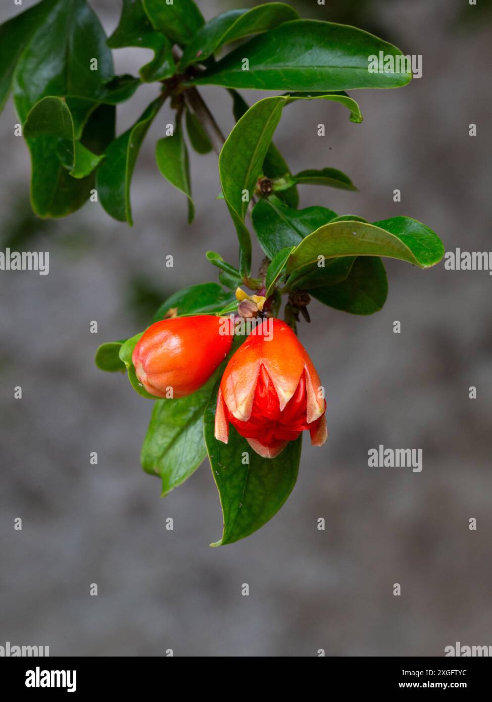 Closeup of flower bud of Pomegranate (Punica granatum) in a garden in Italy in summer Stock Photo