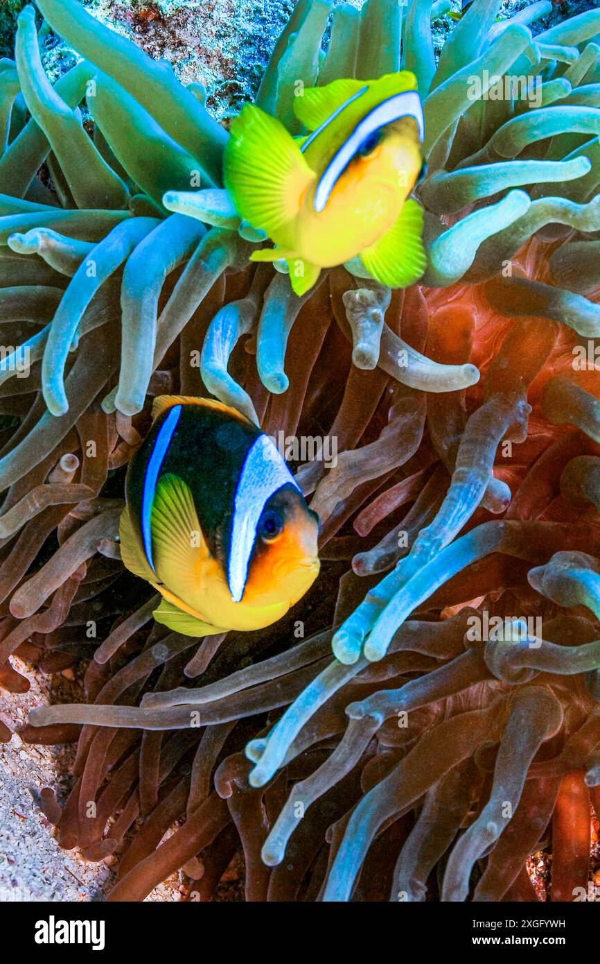 Two Banded Anemonefish [Amphiprion Bicinctus] – THVDP