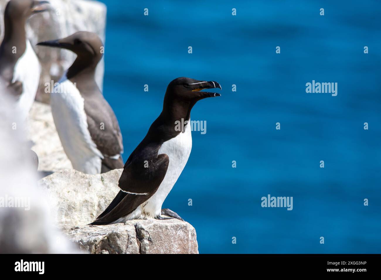 Auk bird hi-res stock photography and images - Alamy, image size:1300x956