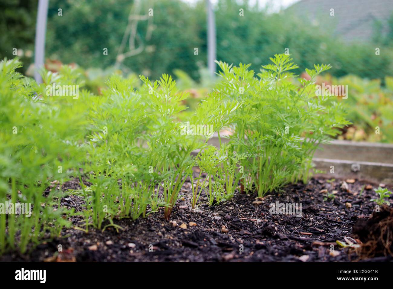 Young carrot plant sprouts growing in soil garden bed Stock Photo - Alamy