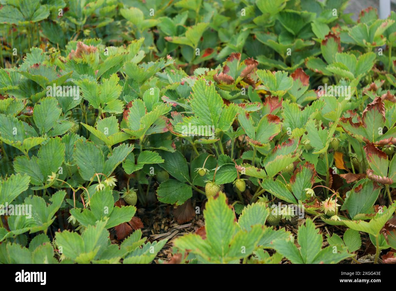 Lots of strawberry bushes growing in a garden bed in backyard Stock ...