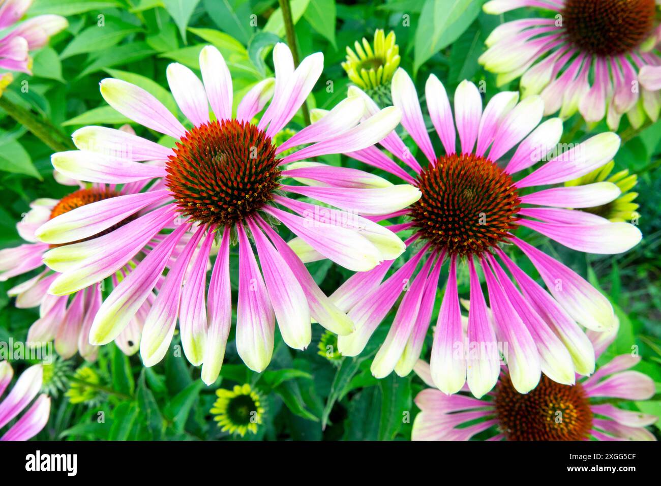 "Green Twister" Coneflower Garden beautiful cultivar Echinacea "Green Twister" Lime Green Color Pink Center Stock Photo