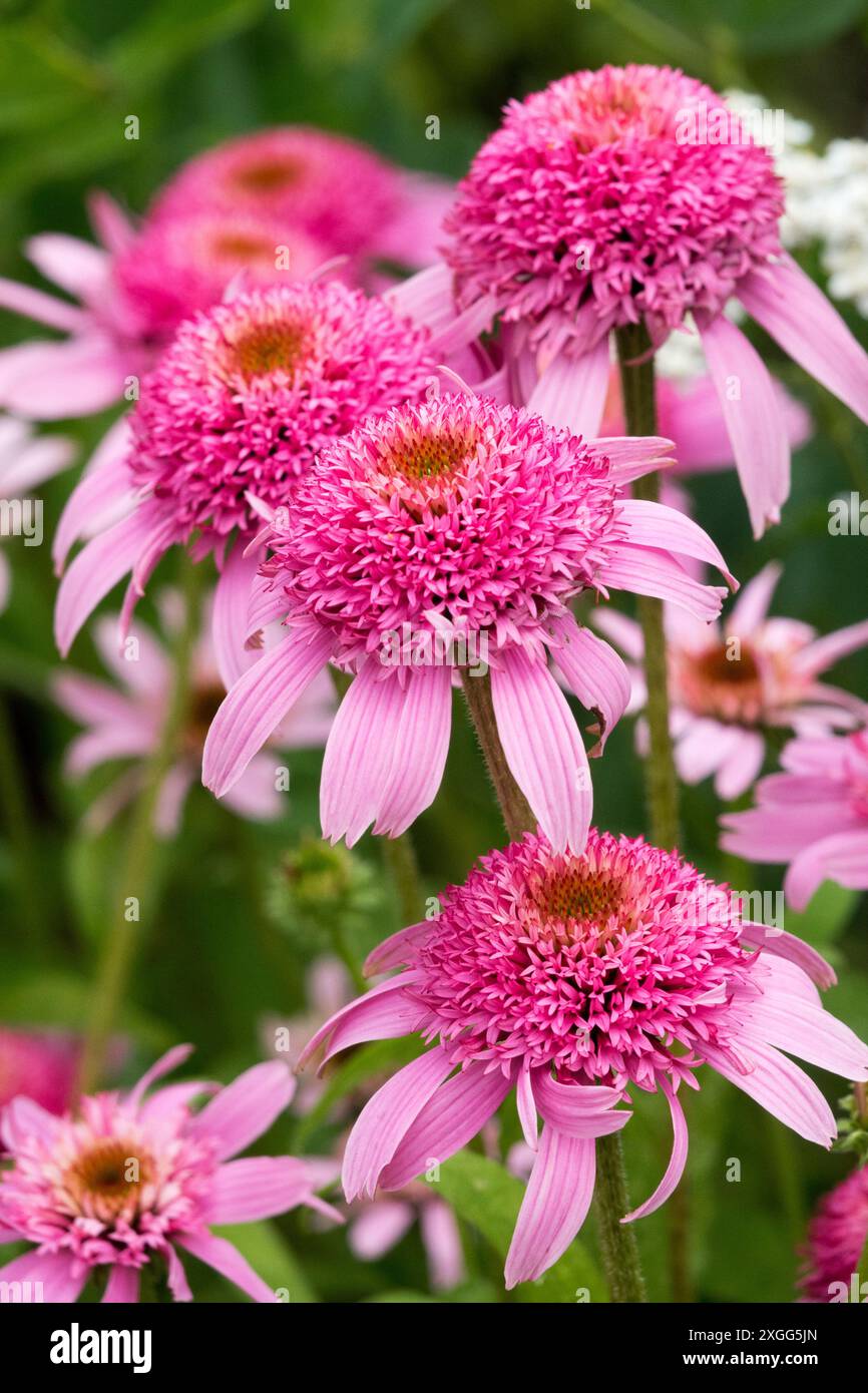 Pink cone flowers Echinacea 'Pink Double Delight' Stock Photo