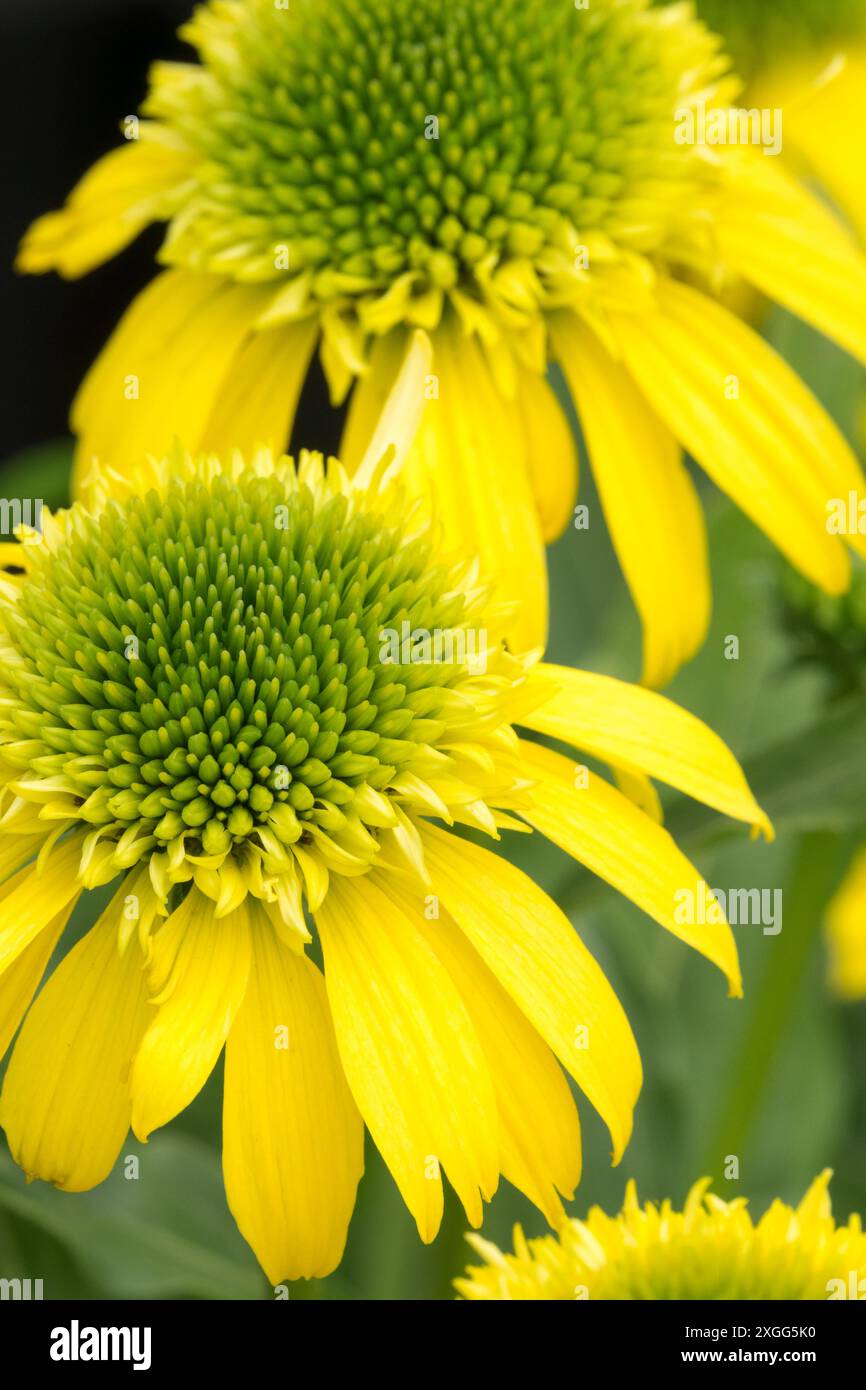 Yellow flowers of Echinacea purpurea 'Sunny Days Lemon' Stock Photo