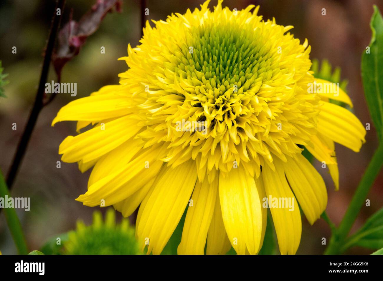 Echinacea purpurea 'Sunny Days Lemon' Echinacea single flower Yellow cone Stock Photo