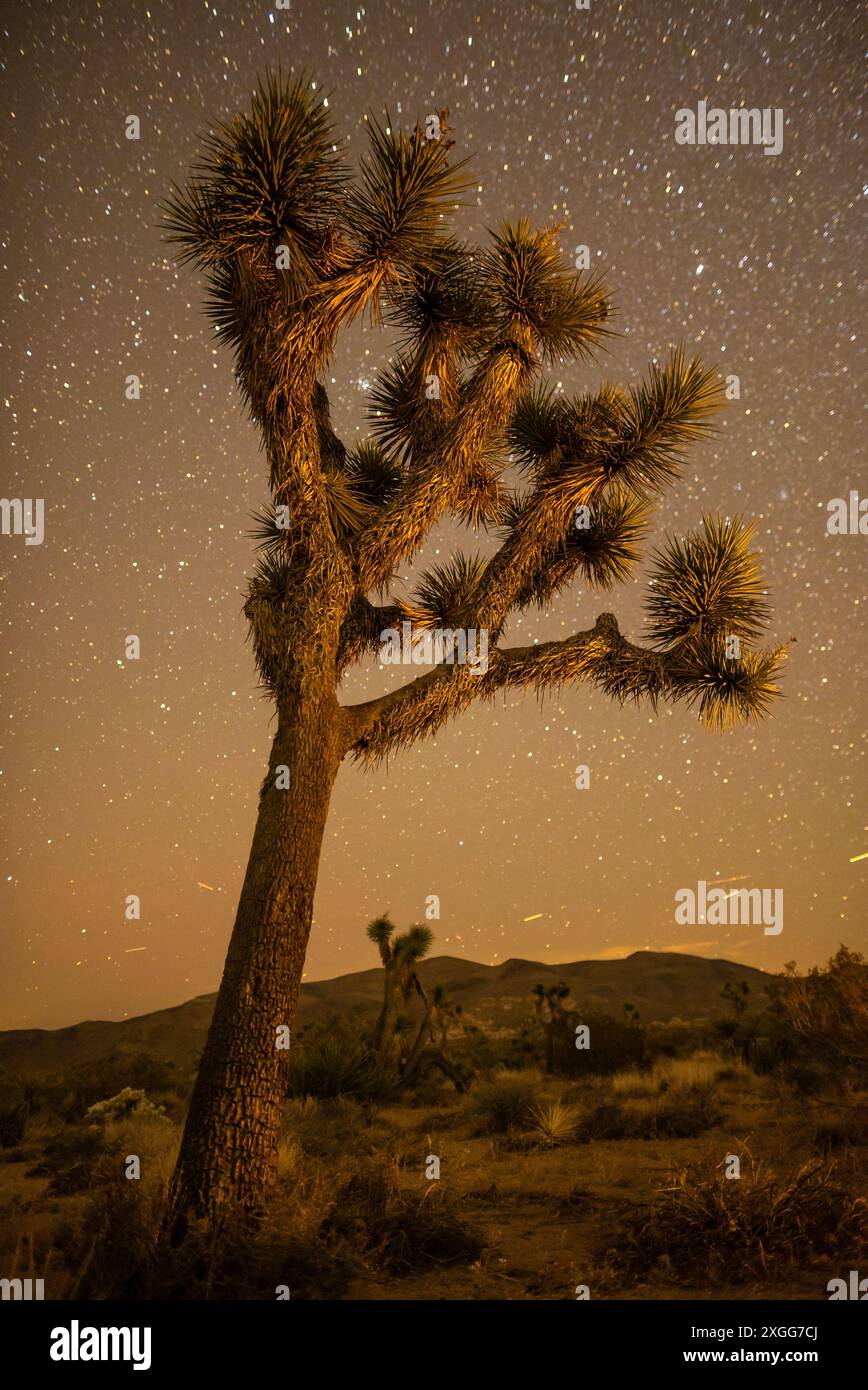 A starry night sky over Joshua Tree National Park, California Stock Photo