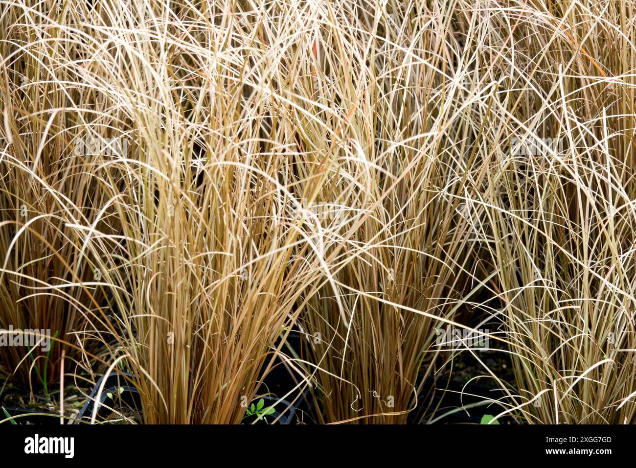 New Zealand Hair Sedge Carex comans 'Bronco' Modern Grass Bronze Form Stock Photo