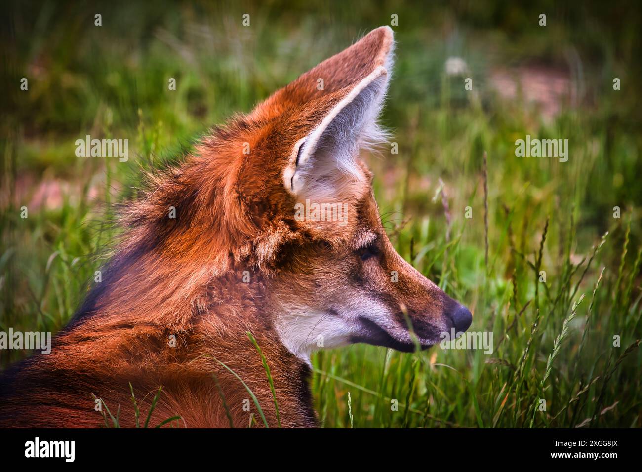 Red Maned Wolves Close-up of a maned wolf in a grassy field, showing distinctive large ...