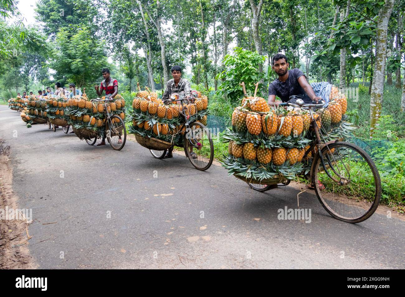 Dhaka, Bangladesh. 09th July, 2024. Farmers parade bicycles laden with pineapples at a market in the town of Tangail, northwest of Dhaka, Bangladesh. The use of bicycles reduces transportation costs for the farmers, who can carry up to 100 pineapples on each bike. The harvested pineapples are loaded in bicycles and pushed all the way through a forest to the biggest pineapple market in Bangladesh. Pineapple has been cultivated on 8,000 hectares of land where 3, 00,000 tonnes of pineapple are produced in Tangail, Bangladesh, the largest growing area of the country. Credit: ZUMA Press, Inc./Alamy Stock Photo