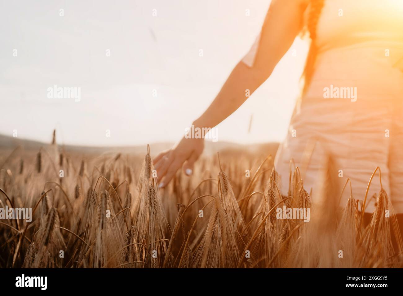 Hand farmer touching ears wheat hi-res stock photography and images - Alamy