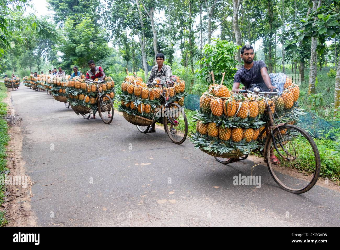 Dhaka, Bangladesh. 09th July, 2024. Farmers parade bicycles laden with pineapples at a market in the town of Tangail, northwest of Dhaka, Bangladesh. The use of bicycles reduces transportation costs for the farmers, who can carry up to 100 pineapples on each bike. The harvested pineapples are loaded in bicycles and pushed all the way through a forest to the biggest pineapple market in Bangladesh. Pineapple has been cultivated on 8,000 hectares of land where 3, 00,000 tonnes of pineapple are produced in Tangail, Bangladesh, the largest growing area of the country. Credit: ZUMA Press, Inc./Alamy Stock Photo