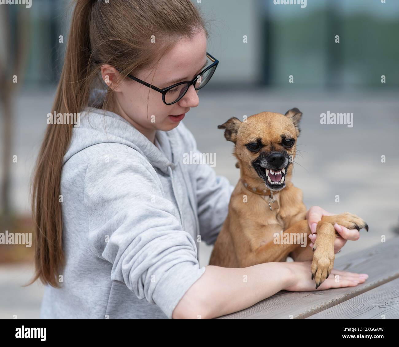 A small dog grins and shows aggression towards its owner during a walk