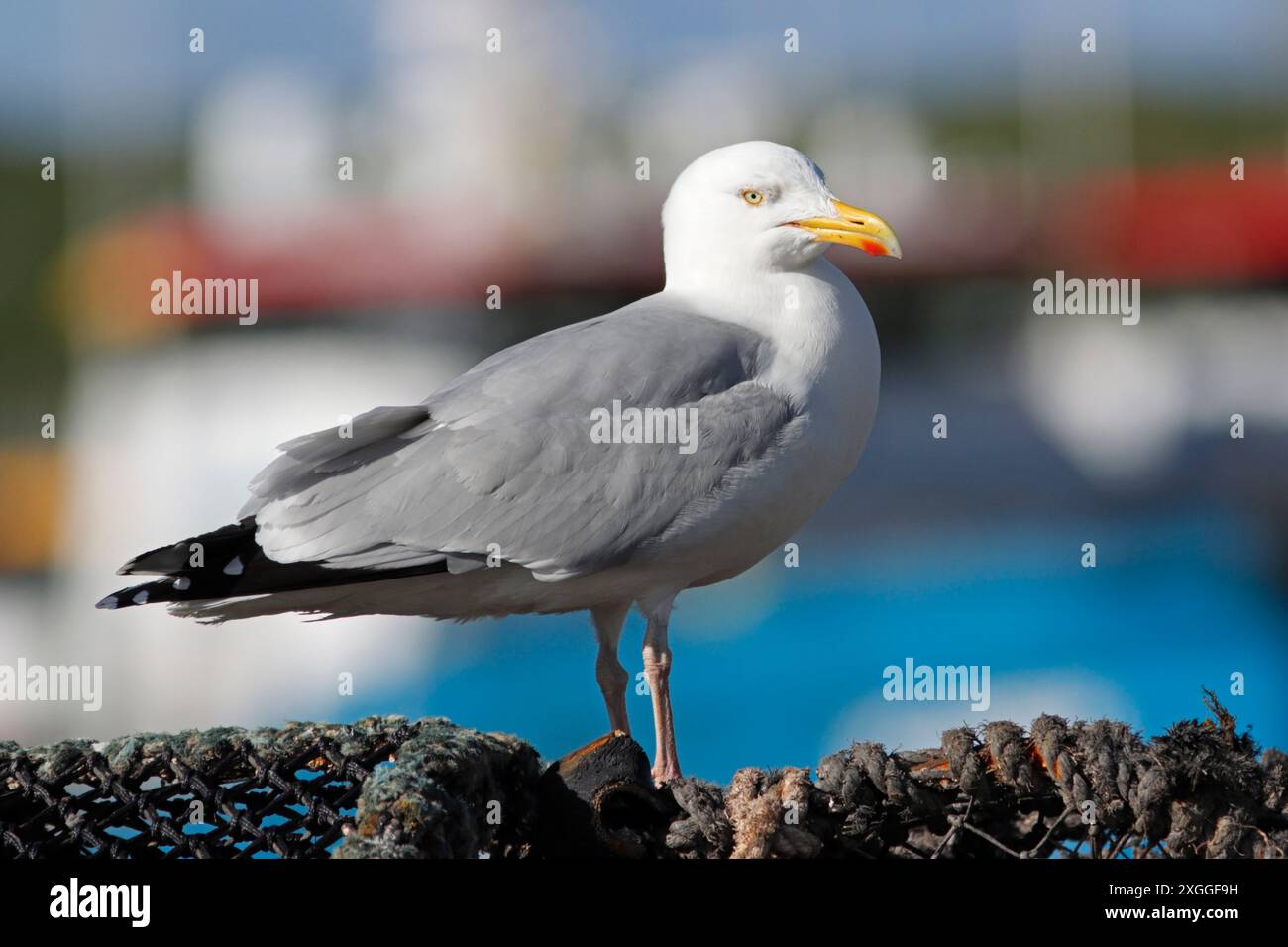 HERRING GULL, UK Stock Photo