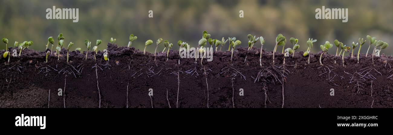 Fresh green soybean plants with roots Stock Photo - Alamy