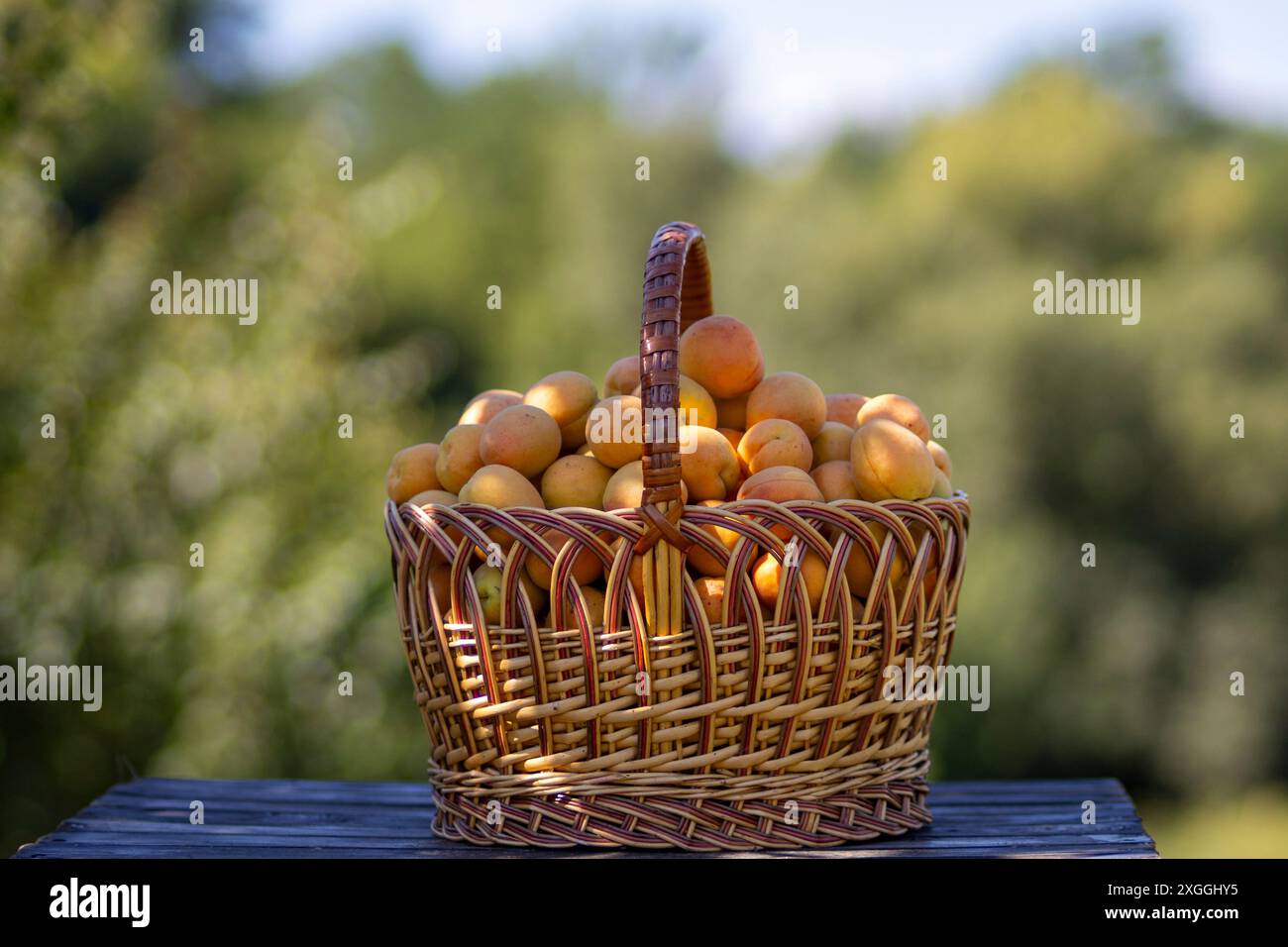 Big apricots in a basket. Stock Photo