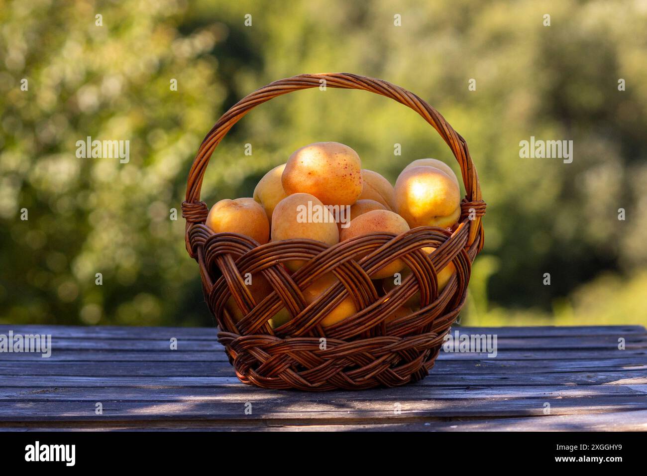 Big apricots in a basket. Stock Photo