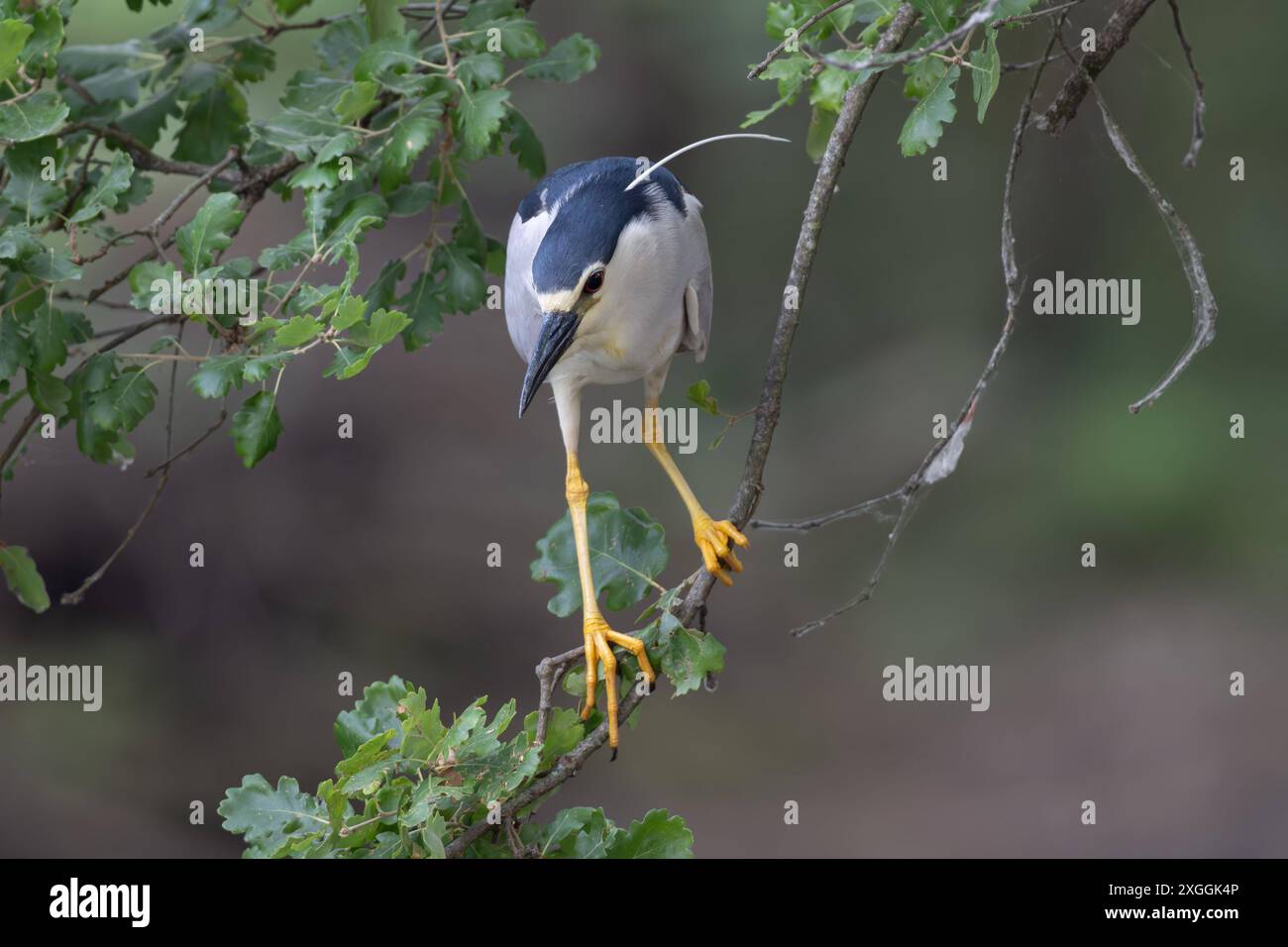Nachtreiher Nycticorax nycticorax Geduldig harrt ein Nachtreiher auf einem über das Wasser ragenden Ast und lauert auf Beutetiere., Ambra Toscana Italien *** Night heron Nycticorax nycticorax A night heron patiently waits on a branch overhanging the water and lies in wait for prey , Ambra Toscana Italy Stock Photo