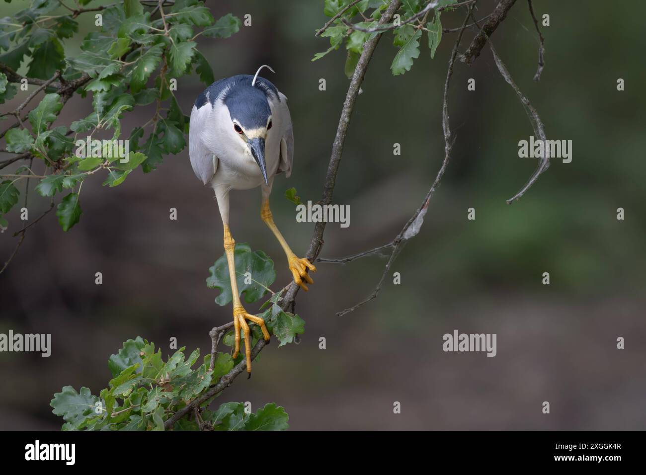 Nachtreiher Nycticorax nycticorax Geduldig harrt ein Nachtreiher auf einem über das Wasser ragenden Ast und lauert auf Beutetiere., Ambra Toscana Italien *** Night heron Nycticorax nycticorax A night heron patiently waits on a branch overhanging the water and lies in wait for prey , Ambra Toscana Italy Stock Photo