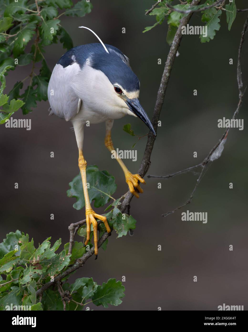 Nachtreiher Nycticorax nycticorax Geduldig harrt ein Nachtreiher auf einem über das Wasser ragenden Ast und lauert auf Beutetiere., Ambra Toscana Italien *** Night heron Nycticorax nycticorax A night heron patiently waits on a branch overhanging the water and lies in wait for prey , Ambra Toscana Italy Stock Photo
