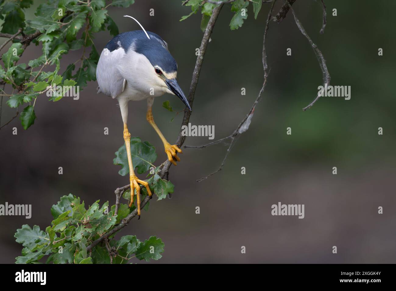 Nachtreiher Nycticorax nycticorax Geduldig harrt ein Nachtreiher auf einem über das Wasser ragenden Ast und lauert auf Beutetiere., Ambra Toscana Italien *** Night heron Nycticorax nycticorax A night heron patiently waits on a branch overhanging the water and lies in wait for prey , Ambra Toscana Italy Stock Photo
