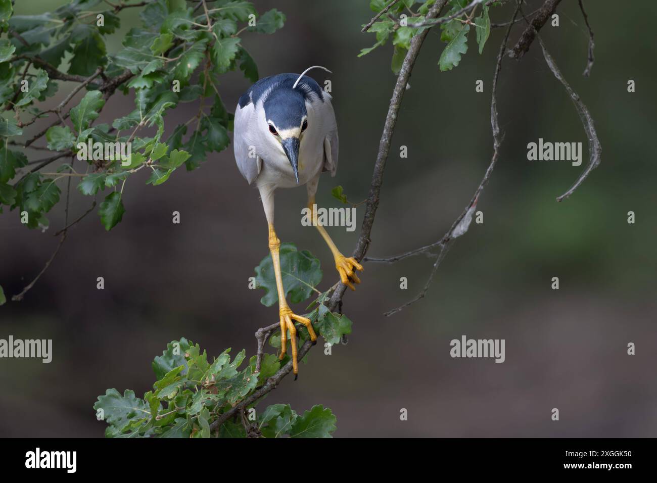 Nachtreiher Nycticorax nycticorax Geduldig harrt ein Nachtreiher auf einem über das Wasser ragenden Ast und lauert auf Beutetiere., Ambra Toscana Italien *** Night heron Nycticorax nycticorax A night heron patiently waits on a branch overhanging the water and lies in wait for prey , Ambra Toscana Italy Stock Photo