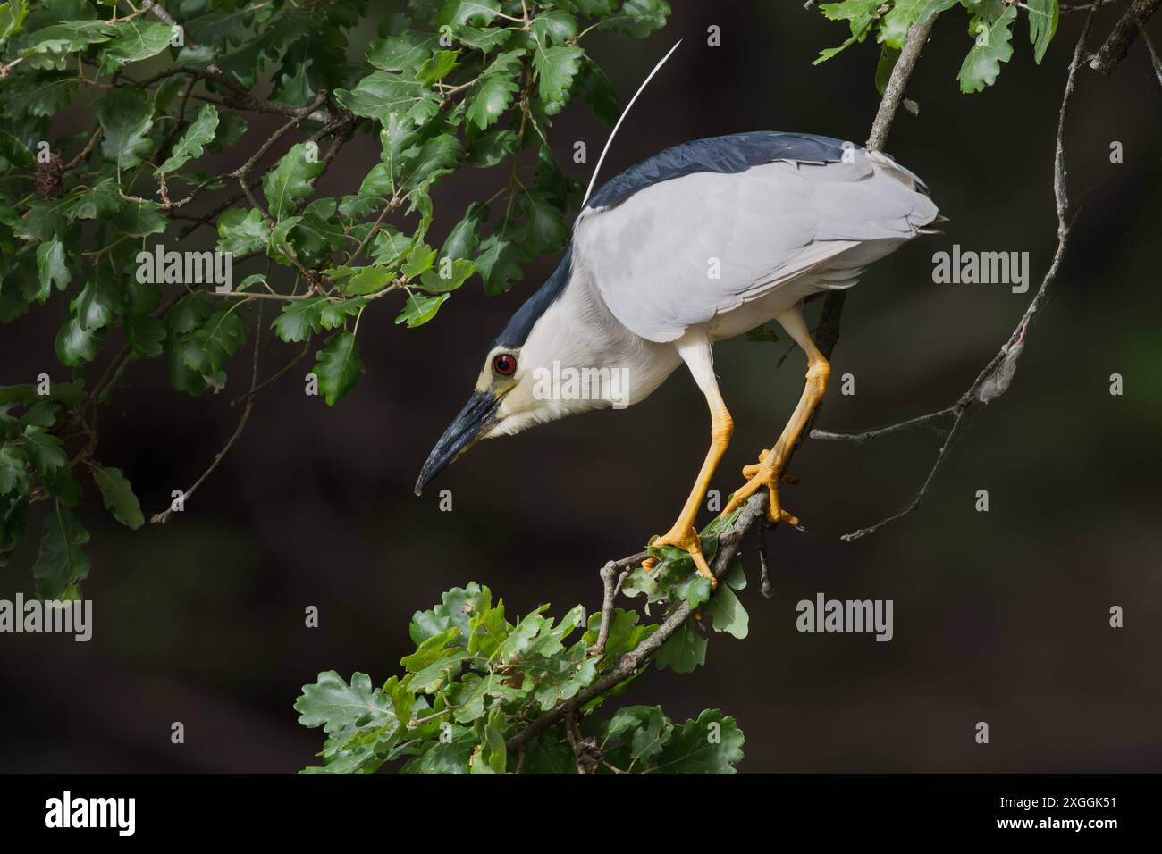 Nachtreiher Nycticorax nycticorax Geduldig harrt ein Nachtreiher auf einem über das Wasser ragenden Ast und lauert auf Beutetiere., Ambra Toscana Italien *** Night heron Nycticorax nycticorax A night heron patiently waits on a branch overhanging the water and lies in wait for prey , Ambra Toscana Italy Stock Photo