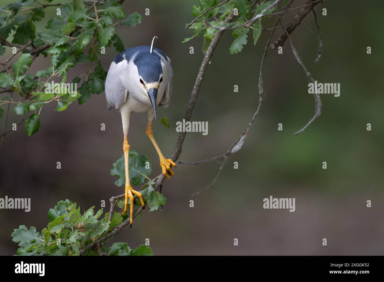 Nachtreiher Nycticorax nycticorax Geduldig harrt ein Nachtreiher auf einem über das Wasser ragenden Ast und lauert auf Beutetiere., Ambra Toscana Italien *** Night heron Nycticorax nycticorax A night heron patiently waits on a branch overhanging the water and lies in wait for prey , Ambra Toscana Italy Stock Photo
