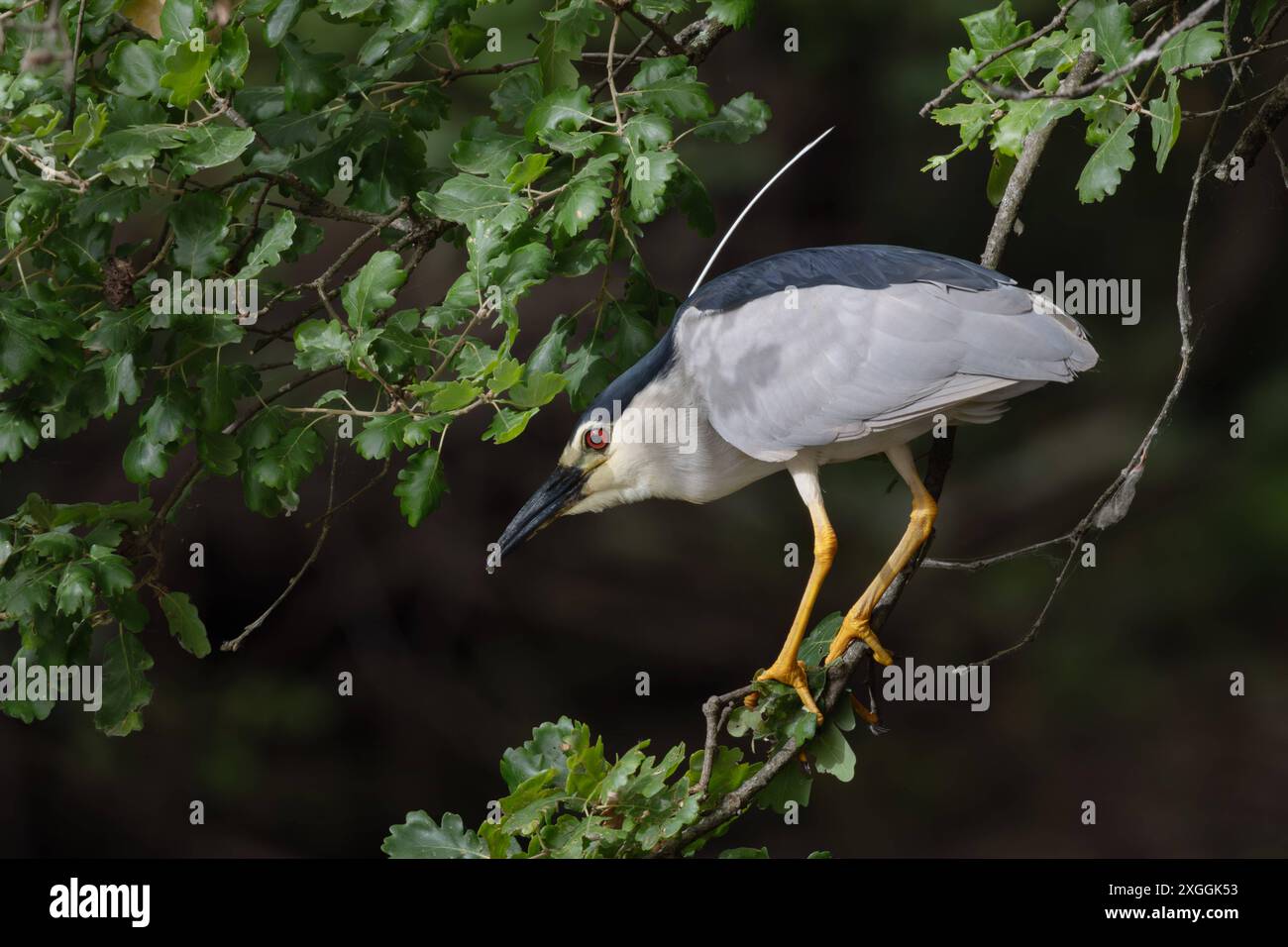 Nachtreiher Nycticorax nycticorax Geduldig harrt ein Nachtreiher auf einem über das Wasser ragenden Ast und lauert auf Beutetiere., Ambra Toscana Italien *** Night heron Nycticorax nycticorax A night heron patiently waits on a branch overhanging the water and lies in wait for prey , Ambra Toscana Italy Stock Photo