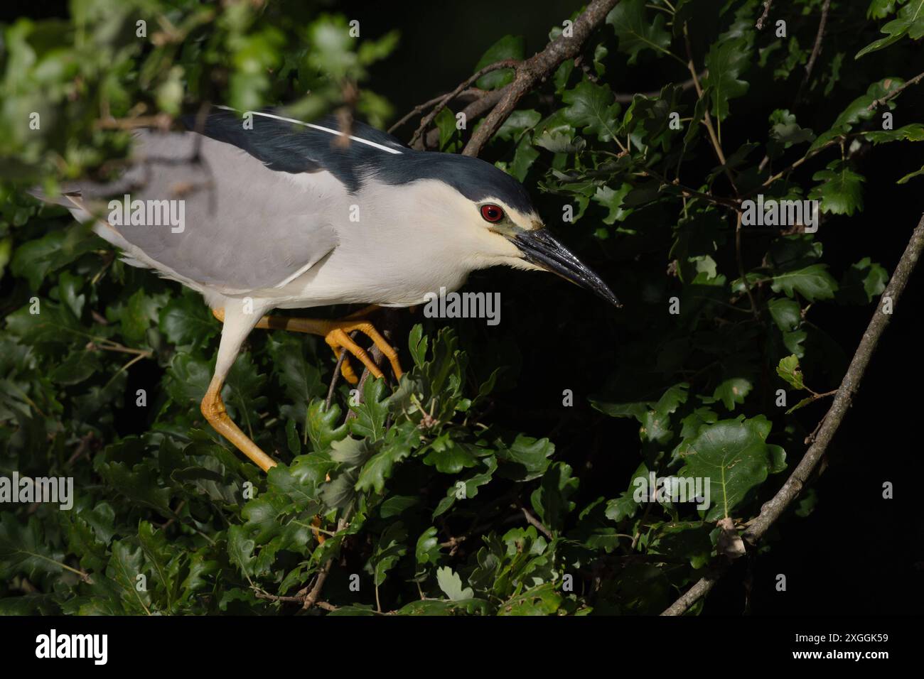 Nachtreiher Nycticorax nycticorax Geduldig harrt ein Nachtreiher auf einem über das Wasser ragenden Ast und lauert auf Beutetiere., Ambra Toscana Italien *** Night heron Nycticorax nycticorax A night heron patiently waits on a branch overhanging the water and lies in wait for prey , Ambra Toscana Italy Stock Photo