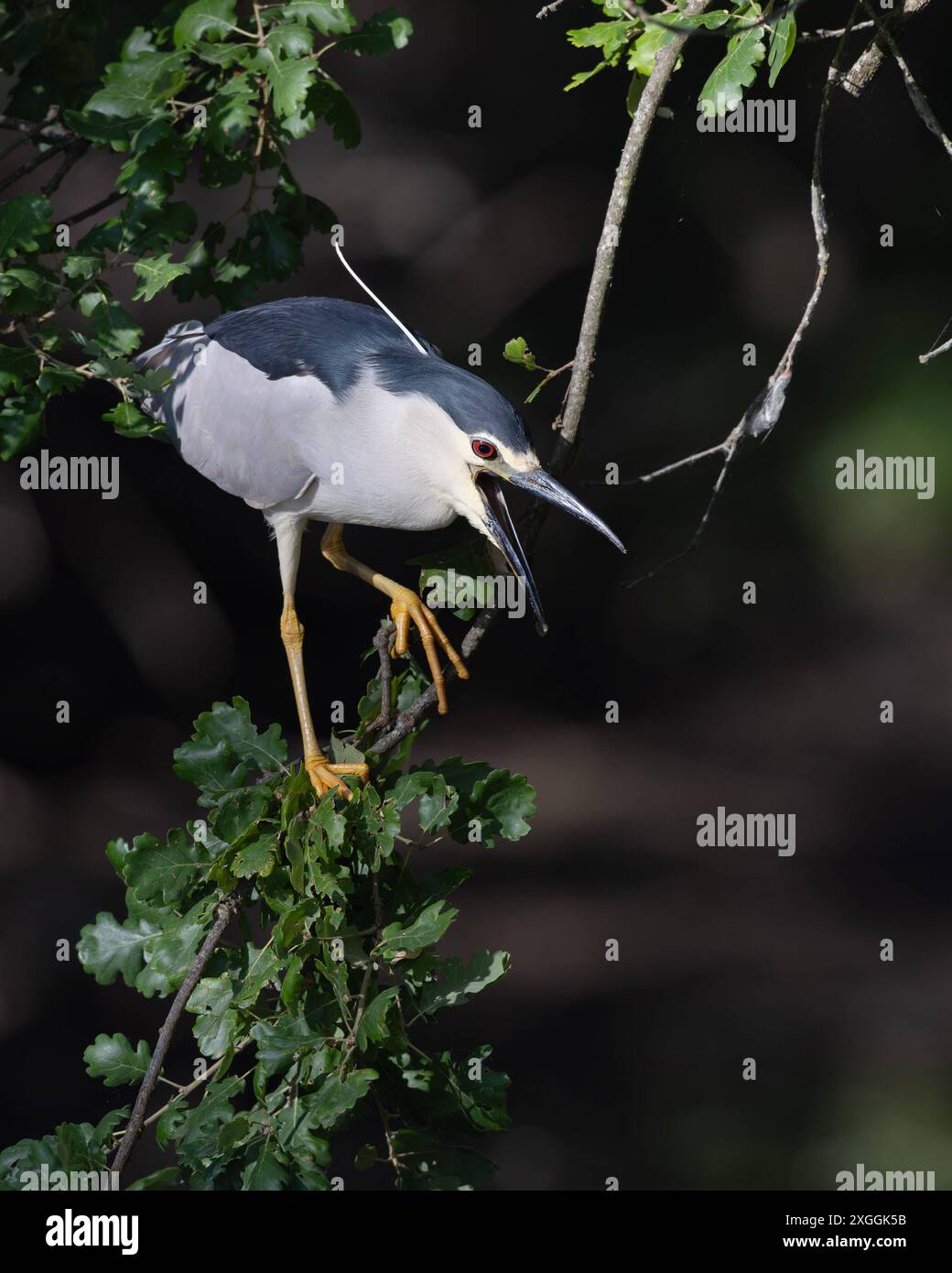 Nachtreiher Nycticorax nycticorax Geduldig harrt ein Nachtreiher auf einem über das Wasser ragenden Ast und lauert auf Beutetiere., Ambra Toscana Italien *** Night heron Nycticorax nycticorax A night heron patiently waits on a branch overhanging the water and lies in wait for prey , Ambra Toscana Italy Stock Photo