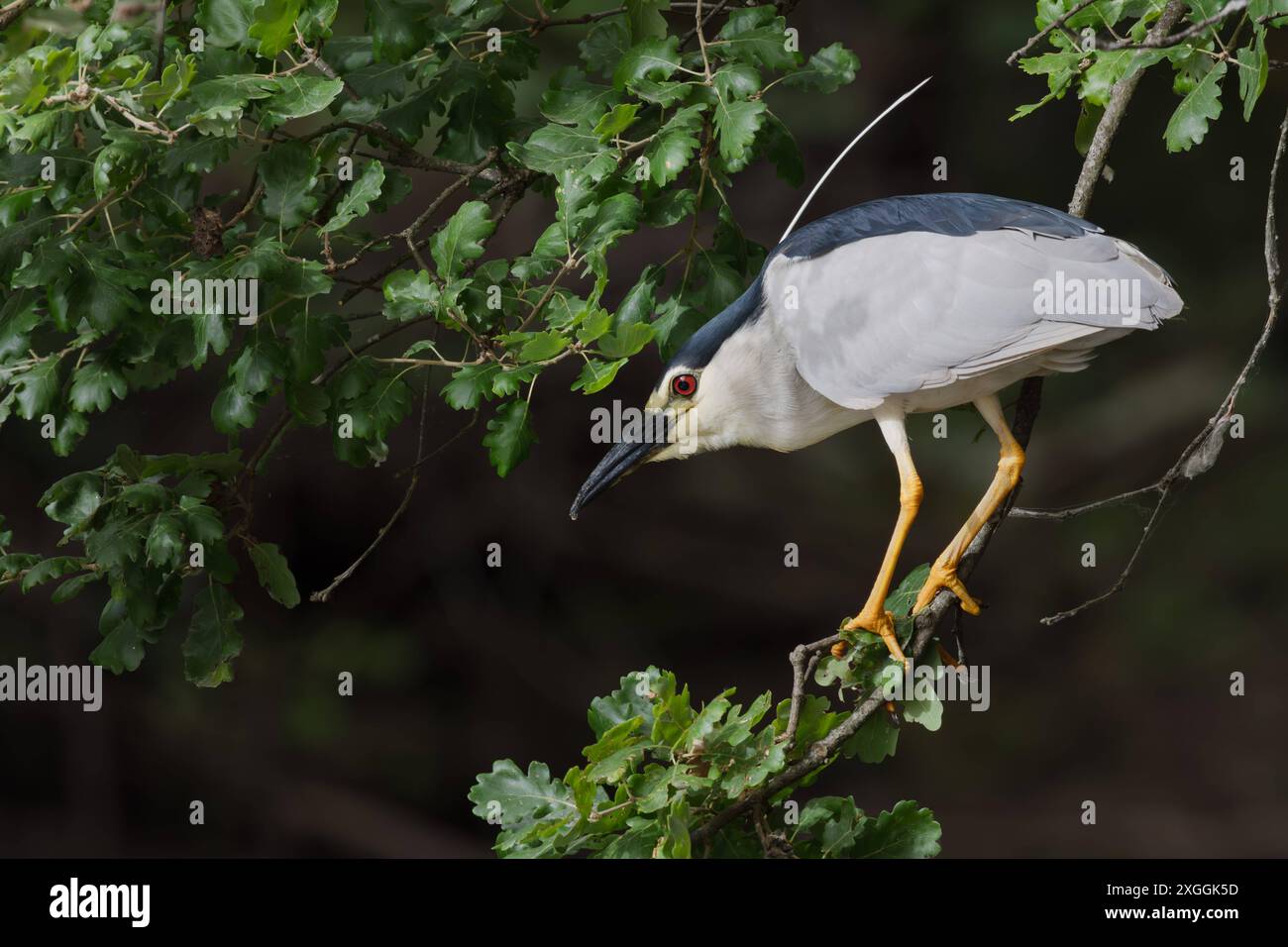 Nachtreiher Nycticorax nycticorax Geduldig harrt ein Nachtreiher auf einem über das Wasser ragenden Ast und lauert auf Beutetiere., Ambra Toscana Italien *** Night heron Nycticorax nycticorax A night heron patiently waits on a branch overhanging the water and lies in wait for prey , Ambra Toscana Italy Stock Photo