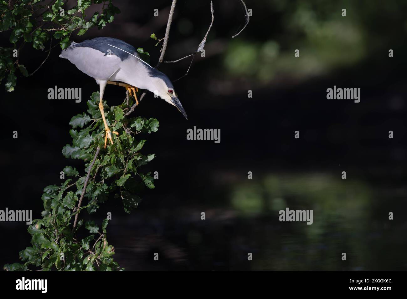 Nachtreiher Nycticorax nycticorax Geduldig harrt ein Nachtreiher auf einem über das Wasser ragenden Ast und lauert auf Beutetiere., Ambra Toscana Italien *** Night heron Nycticorax nycticorax A night heron patiently waits on a branch overhanging the water and lies in wait for prey , Ambra Toscana Italy Stock Photo