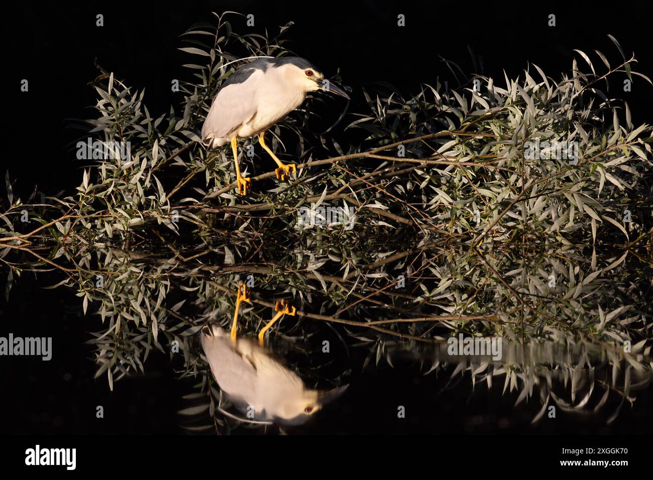 Nachtreiher Nycticorax nycticorax Geduldig harrt ein Nachtreiher auf einem über das Wasser ragenden Ast und lauert auf Beutetiere., Ambra Toscana Italien *** Night heron Nycticorax nycticorax A night heron patiently waits on a branch overhanging the water and lies in wait for prey , Ambra Toscana Italy Stock Photo