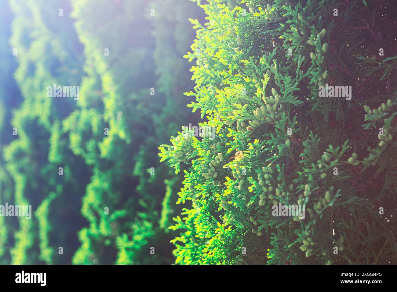 Evergreen bush is full and lush. Coniferous branches background Stock Photo
