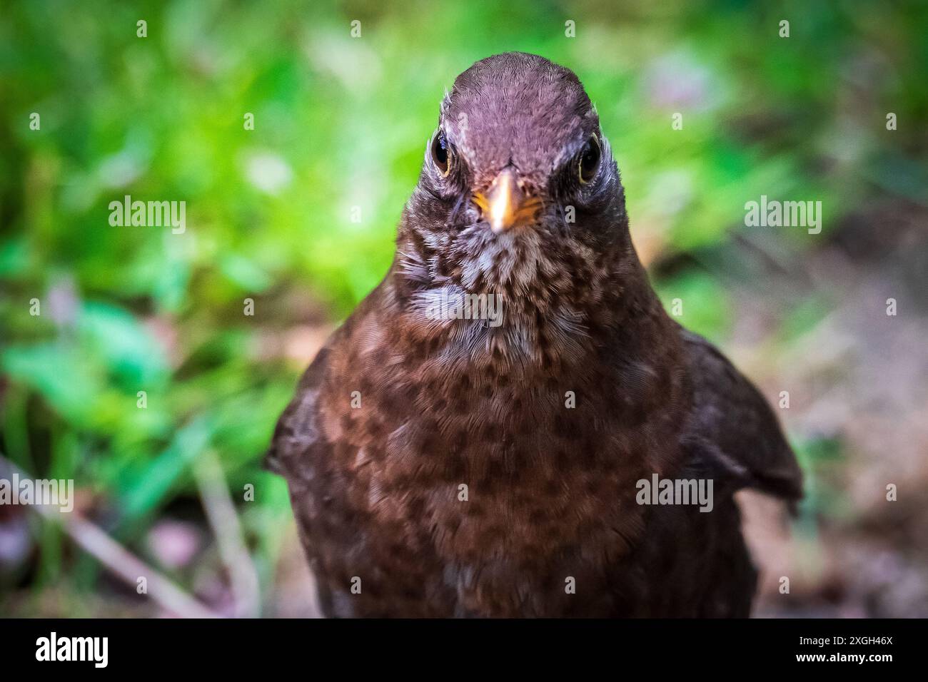 A female blackbird with a quizical eye outstares the camera. Stock Photo