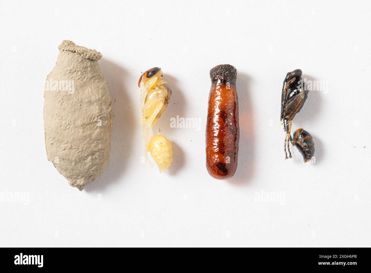 Stages of insect development from larva to adult, displayed in a row to illustrate the life