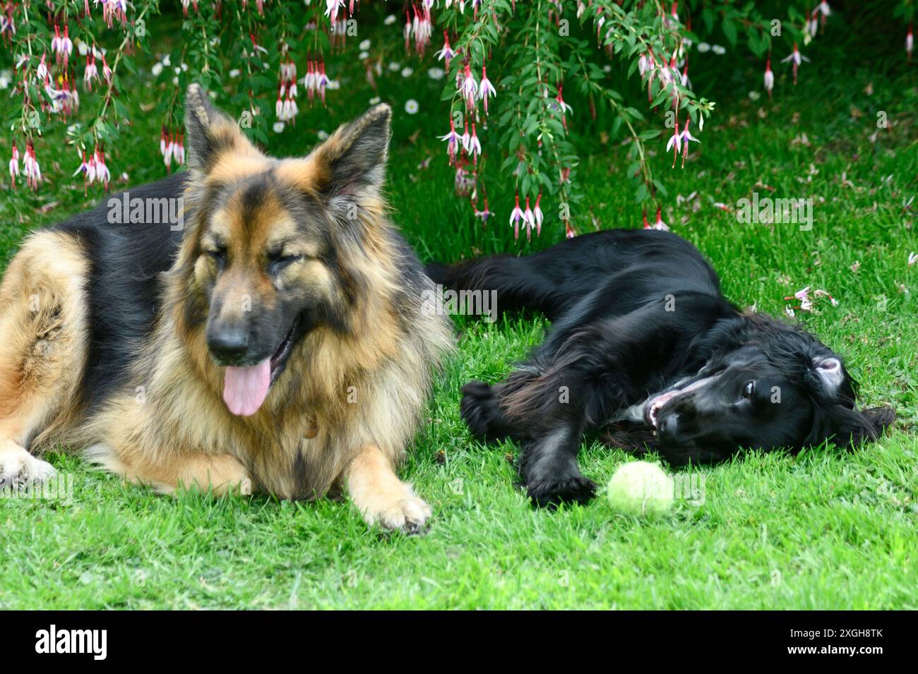 Cocker German Best male friends laying hi-res stock photography and images - Alamy