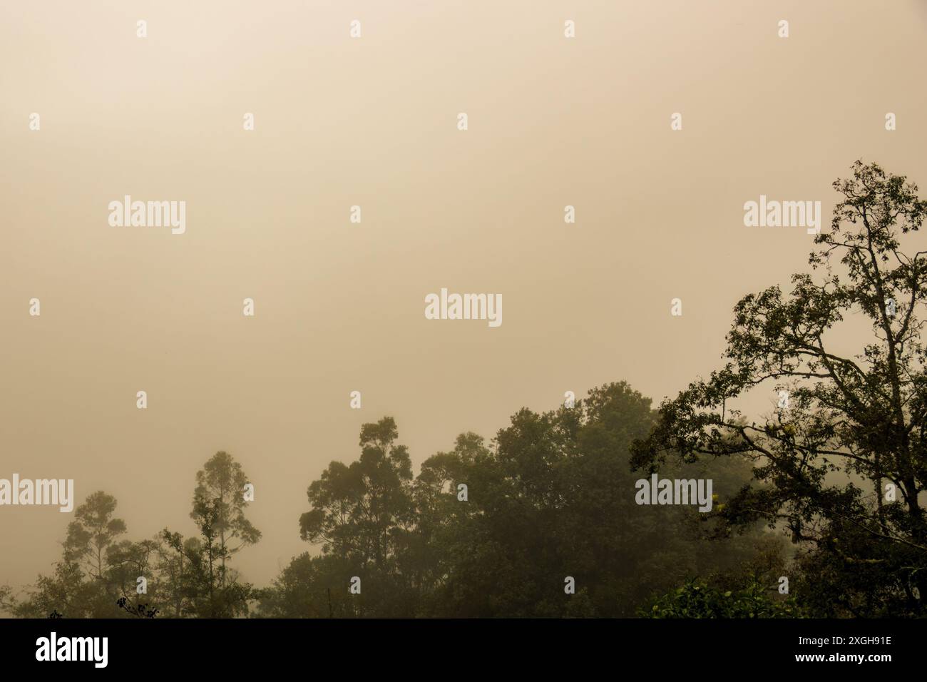 A dense early morning fog covers the native forests and the farmlands ...